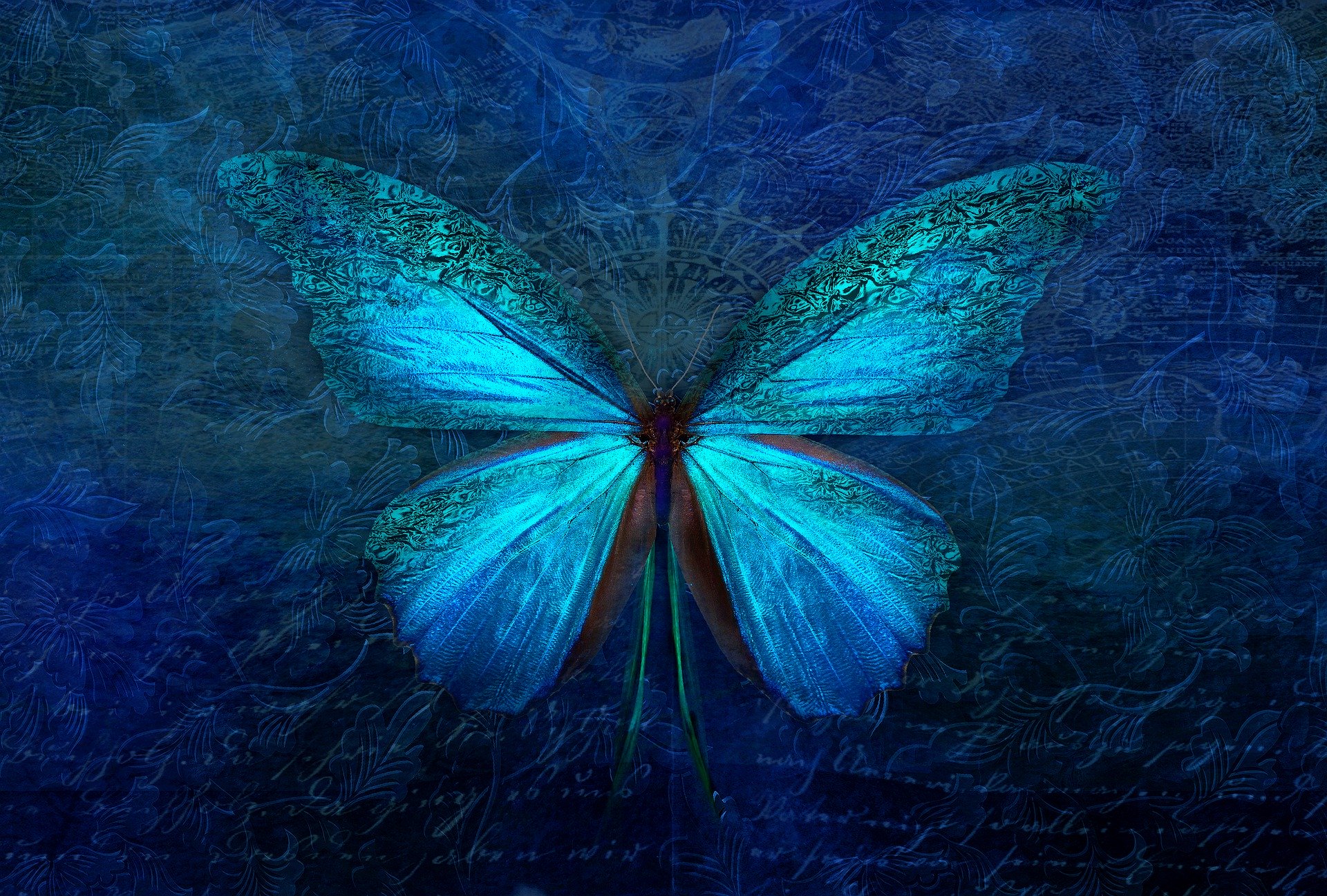 Schmetterling blau